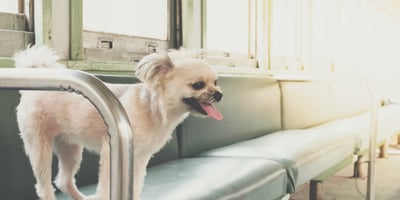 Auf vier Pfoten mit dem Deutschland-Ticket unterwegs